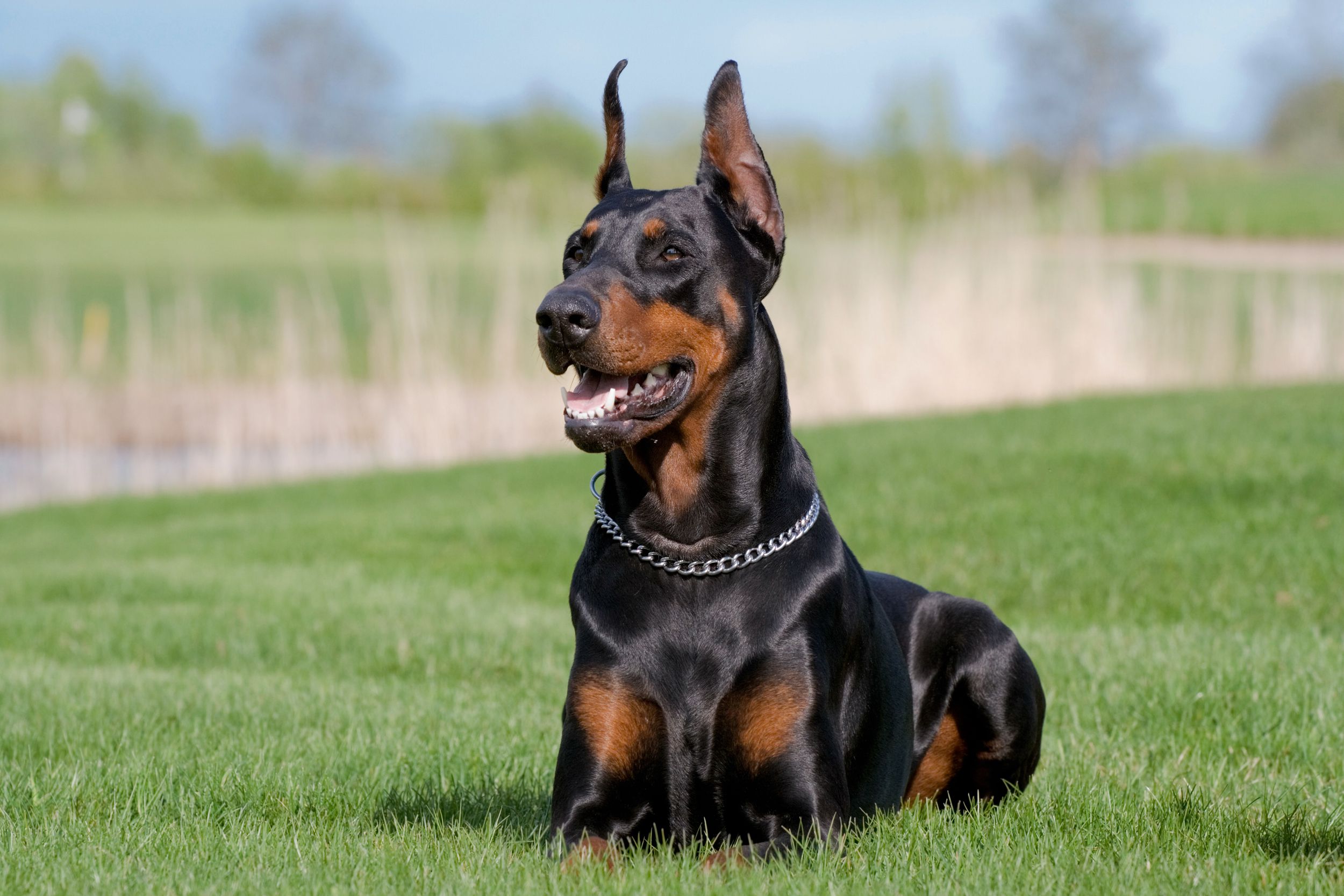 High-Visibility Protection with Security Dog Services Cheltenham